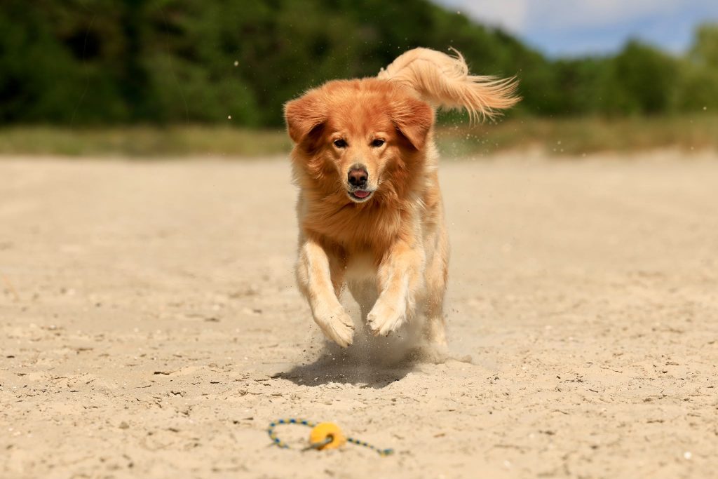 Hund am See