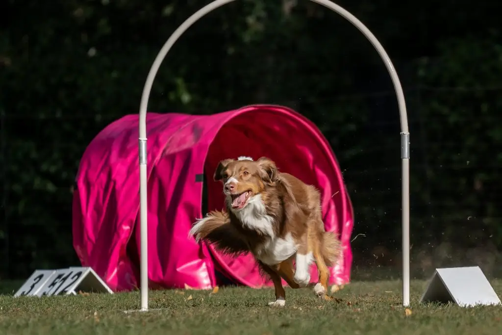 Hund im Hoopers Parcour - Landresort Sewekow