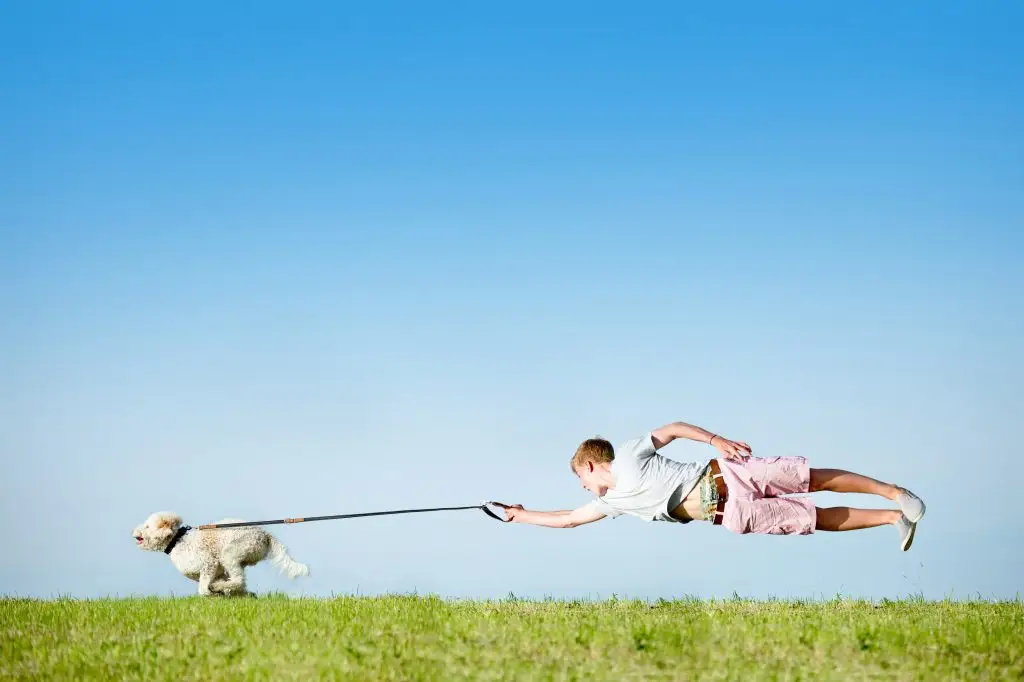Hund an Leine mit fliegendem Hundebesitzer - Landresort Sewekow